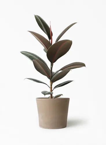 フィカス バーガンディ 観葉植物 インテリアやギフトに Hitohana ひとはな