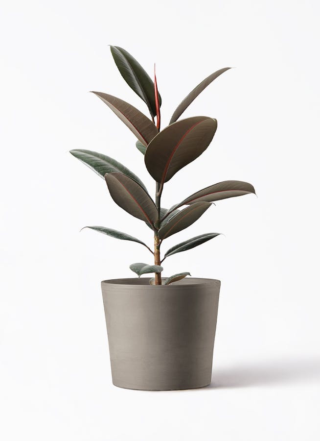 フィカス バーガンディ 5号 | 観葉植物の通販ならHitoHana（ひとはな）