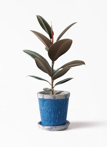 観葉植物 フィカス バーガンディ 5号 ノーマル Antique Terra Cotta (アンティークテラコッタ) Blue 付き