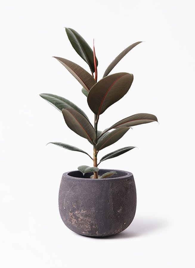 フィッカス・バーガンディ　リビングサイズ　no1 観葉植物 フィカス バーガンディ 6号 曲り プラスチック鉢 | 観葉植物 フィカス