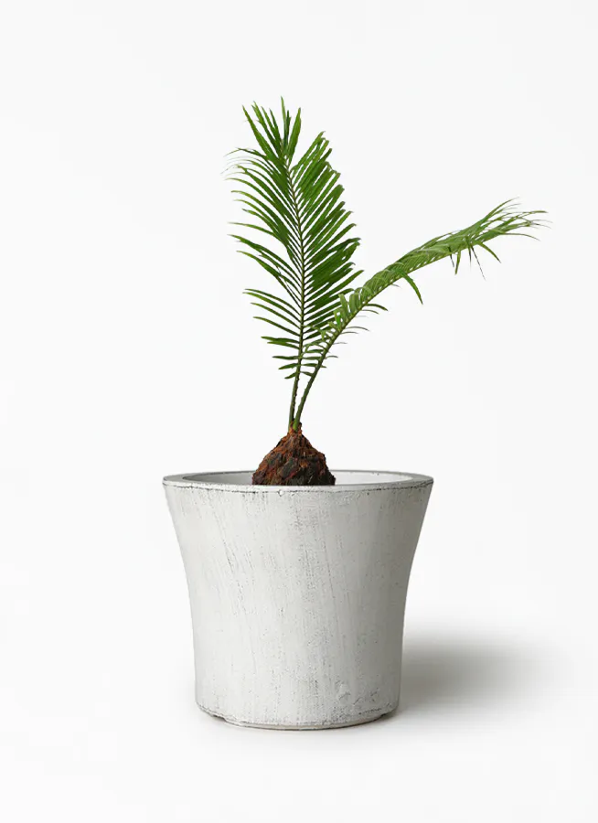 観葉植物 ソテツ 5号 クレイポット ラウンド ホワイト 付き 観葉植物ならhitohana ひとはな