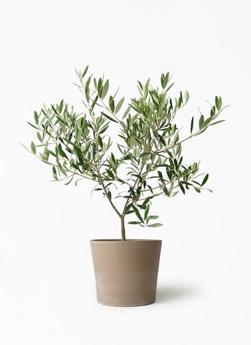観葉植物 オリーブの木 5号 シリンドリコ カプチーノ M 植え替えキット付き