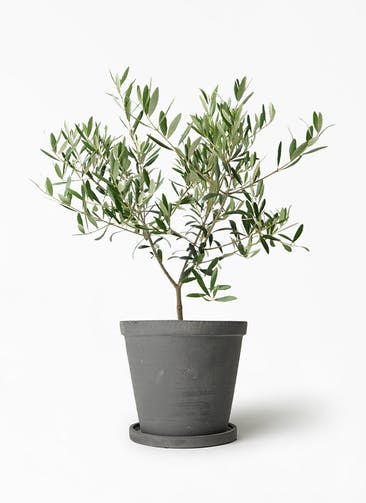 観葉植物 オリーブの木 5号 ストーンウェア セラミック スタンダードポット Black 付き