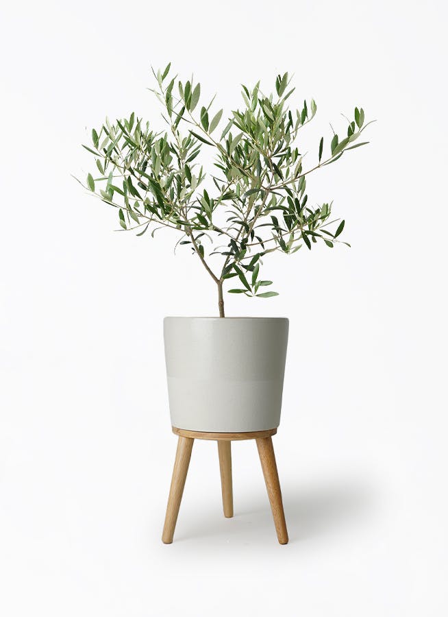 オリーブの木　植木　観葉植物 観葉植物 オリーブの木 5号 ラスターポット 付き | 観葉植物なら