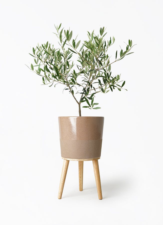 オリーブ　盆栽　５号陶器鉢つき　幹太❗ オリーブの木 5号 | 観葉植物の通販ならHitoHana（ひとはな）