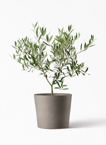 観葉植物 オリーブの木 5号 シリンドリコ カプチーノM 25cm 付き