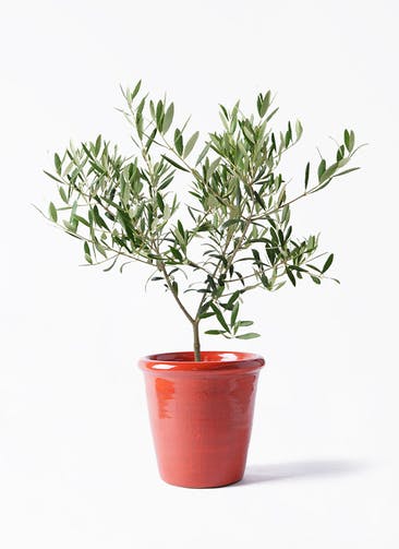 観葉植物 オリーブの木 5号 Antique Terra Cotta (アンティークテラコッタ) Red 付き