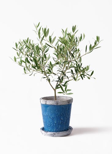 観葉植物 オリーブの木 5号 Antique Terra Cotta (アンティークテラコッタ) Blue 付き
