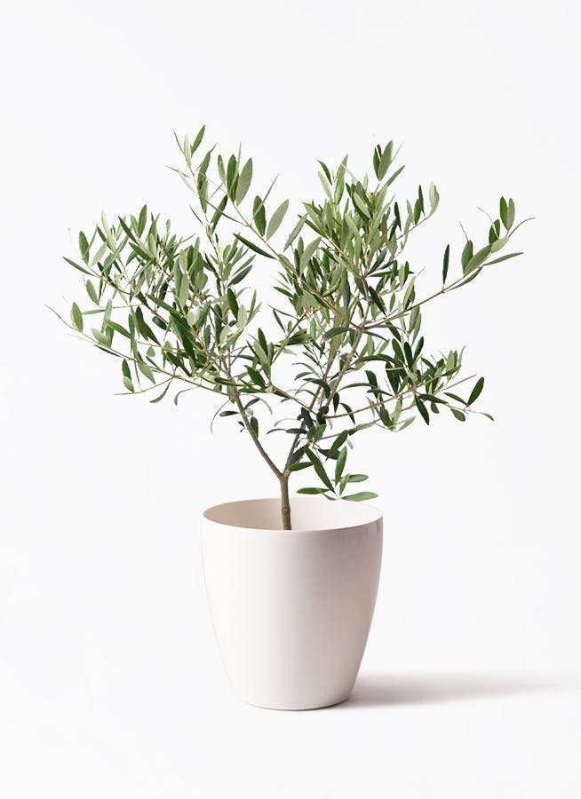 綺麗な樹形』 オリーブ『バーデル』樹高約155㌢オリーブの木,た植物/観葉