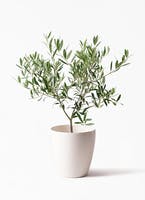 オリーブ『バーデル』樹高約135㌢オリーブの木,た植物/観葉植物 オリーブ『バーデル』樹高約135㌢オリーブの木,た植物/観葉植物