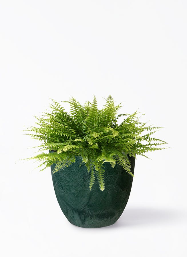 観葉植物 ネフロレピス 5号 アートストーン ボーラカバー グリーン 
