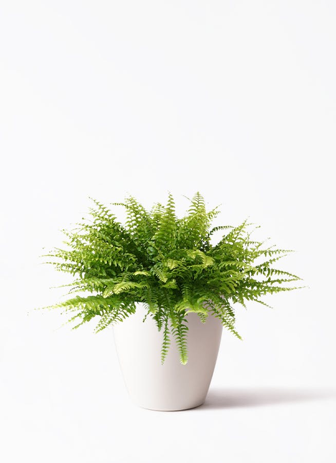 観葉植物 ネフロレピス 5号 ラスターポット 付き | 観葉植物なら