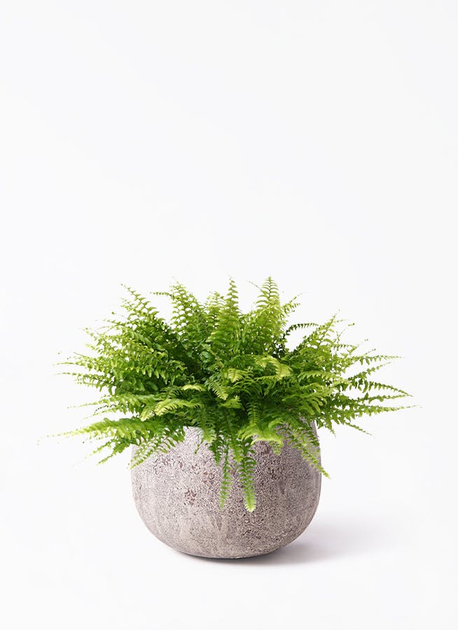 ネフロレピス | 観葉植物の通販ならHitoHana（ひとはな）