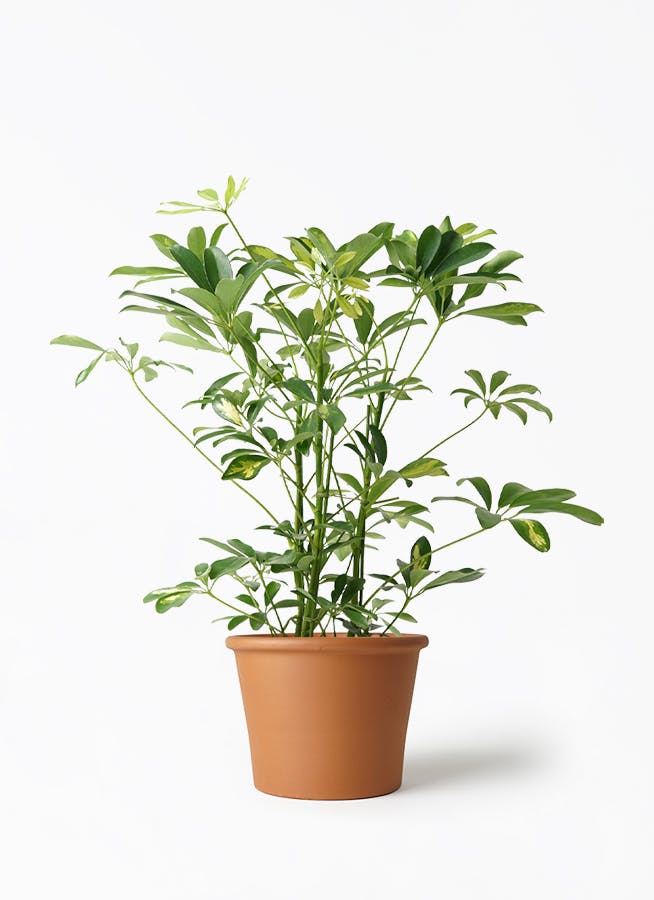 観葉植物 シェフレラ（カポック） 5号 斑入り シリンダーポット 付き