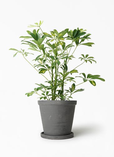 観葉植物 カポック（シェフレラ） 5号 斑入り ストーンウェア セラミック スタンダードポット Black 付き