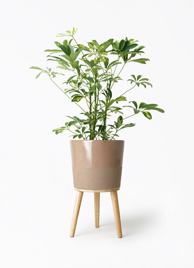 観葉植物 シェフレラ（カポック） 5号 斑入り エルナ 0 B 付き | 観葉