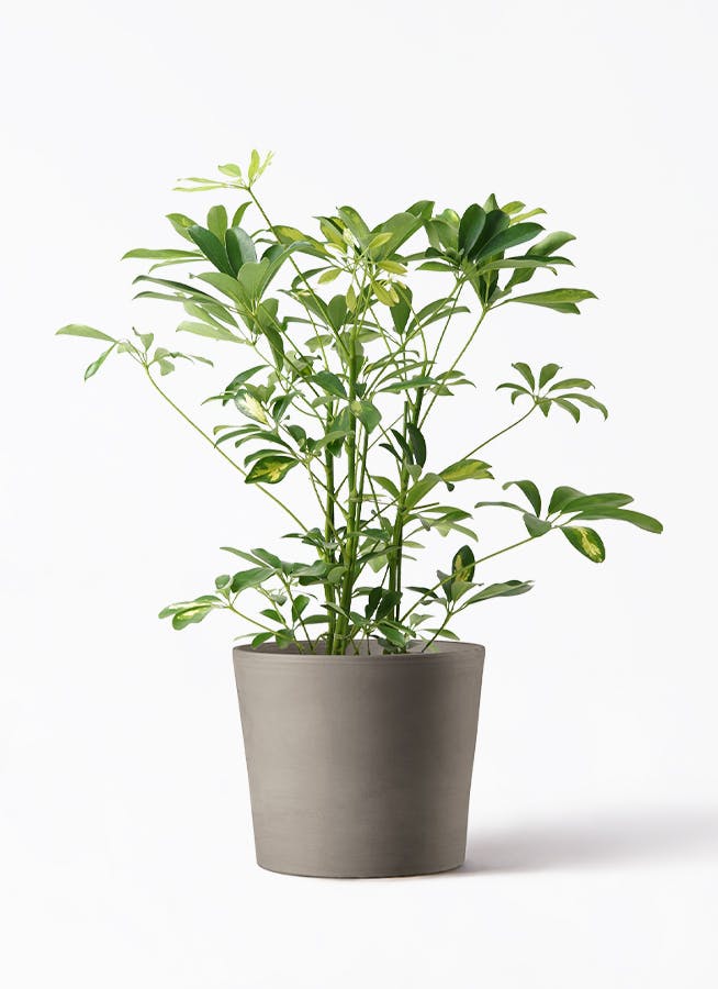 シェフレラ（カポック） 5号 | 観葉植物の通販ならHitoHana（ひとはな）
