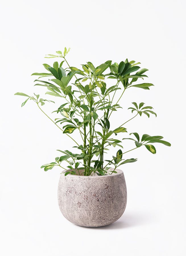 シェフレラ（カポック） 5号 | 観葉植物の通販ならHitoHana（ひとはな）