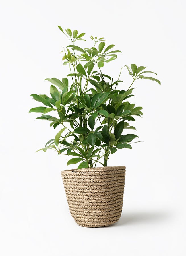 カポック（シェフレラ） 5号 | 観葉植物の通販ならHitoHana（ひとはな）