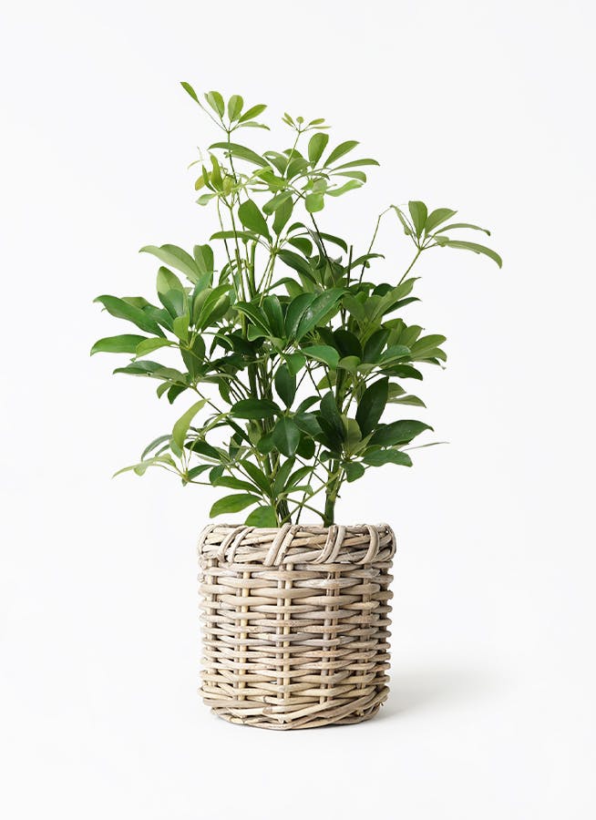 カポック（シェフレラ） 5号 | 観葉植物の通販ならHitoHana（ひとはな）