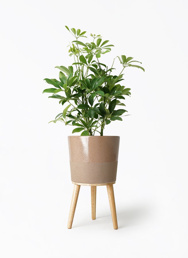 【引き取り限定】【美形】【最終セール中】破格！シェフレラ　約130cm 6号鉢 観葉植物 カポック（シェフレラ） 8号 ノーマル ポリゴヘクサ 白