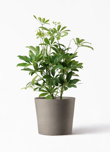 観葉植物 カポック（シェフレラ） 5号 ノーマル シリンドリコ カプチーノM 25cm 付き