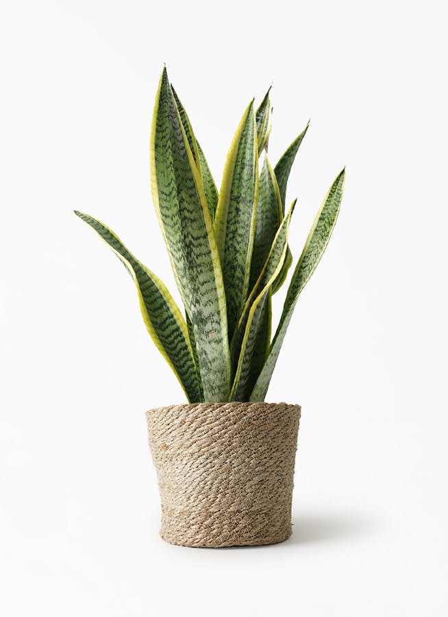 Harmonyサンスベリア5点 Harmony様専用サンスベリア5点 観葉植物 サンスベリア S 5号鉢