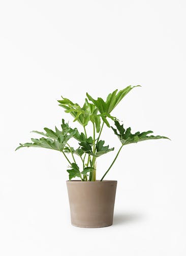 観葉植物 セローム ヒトデカズラ 5号 シリンドリコ カプチーノ M 植え替えキット付き