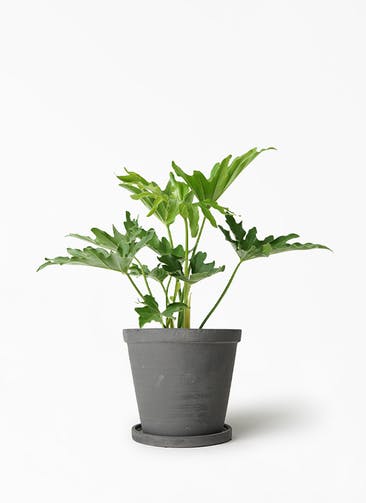 観葉植物 セローム ヒトデカズラ 5号 ストーンウェア セラミック スタンダードポット Black 付き