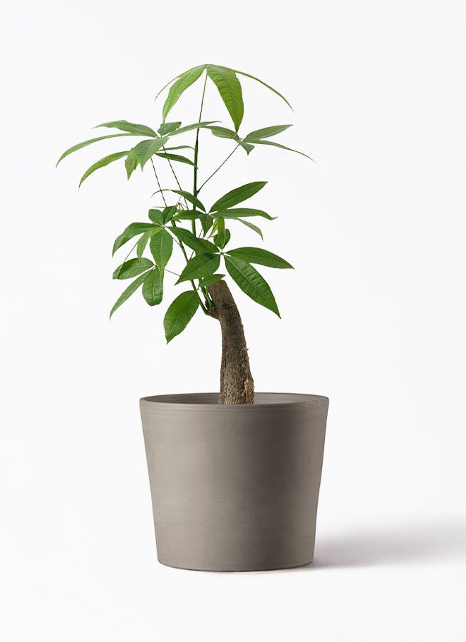 観葉植物 アグラオネマ 5号 シリンドリコ カプチーノM 25cm 付き 