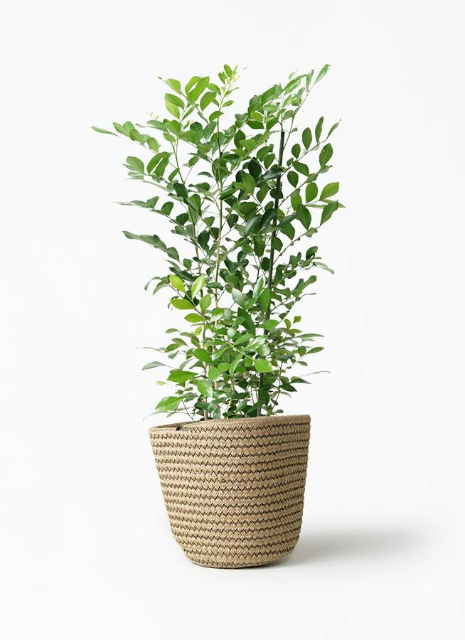 シルクジャスミン（げっきつ） 5号 | 観葉植物の通販ならHitoHana