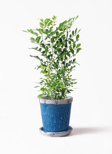 観葉植物 シルクジャスミン（げっきつ） 5号 Antique Terra Cotta (アンティークテラコッタ) Blue 付き