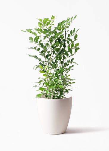 5号サイズの観葉植物 送料無料でお届け Hitohana ひとはな 5号サイズの観葉植物 送料無料でお届け Hitohana ひとはな