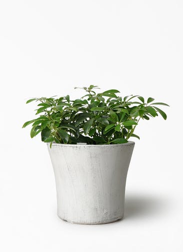 観葉植物 シェフレラ コンパクタ 5号 クレイポット ラウンド ホワイト 付き