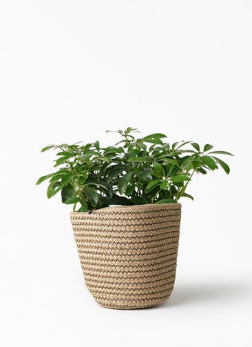 観葉植物 シェフレラ コンパクタ 5号 Rib Basket（リブバスケット） 付き