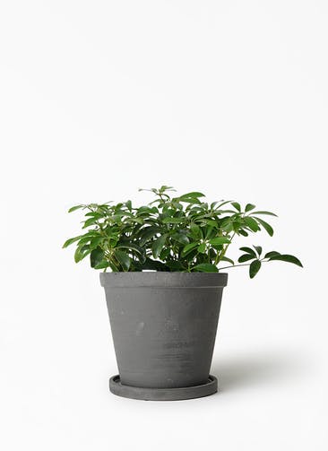 観葉植物 シェフレラ コンパクタ 5号 ストーンウェア セラミック スタンダードポット Black 付き
