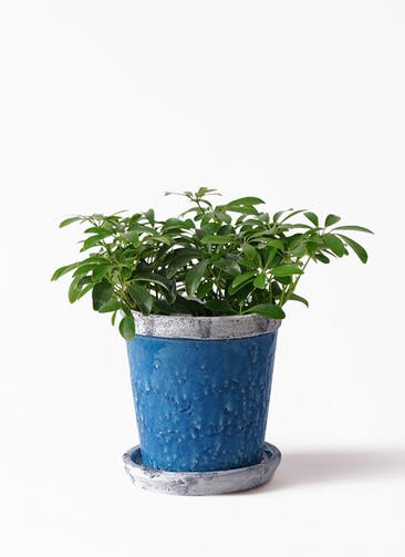 観葉植物 シェフレラ コンパクタ 5号 Antique Terra Cotta (アンティークテラコッタ) Blue 付き