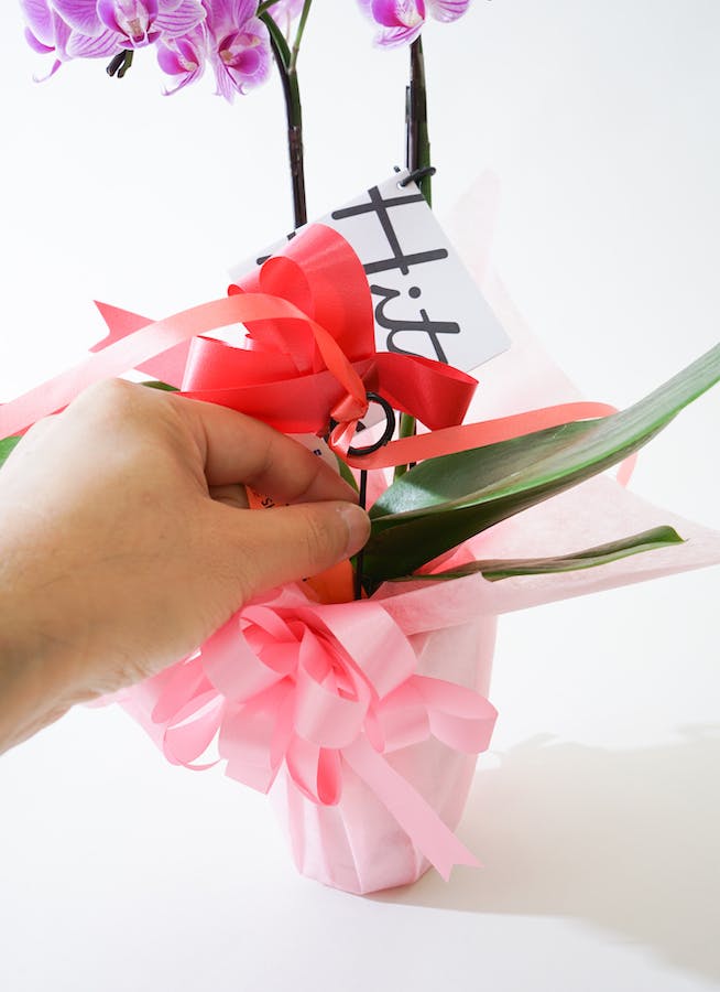 ミニ胡蝶蘭 ピンク 2本立ち テーブルタイプ | 胡蝶蘭ならHitoHana(ひと