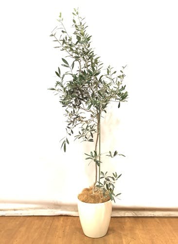 観葉植物 オリーブの木 オリーブの木【175cm】 オリーブの木 8号フラントイオ #49155 ラスターポット付き