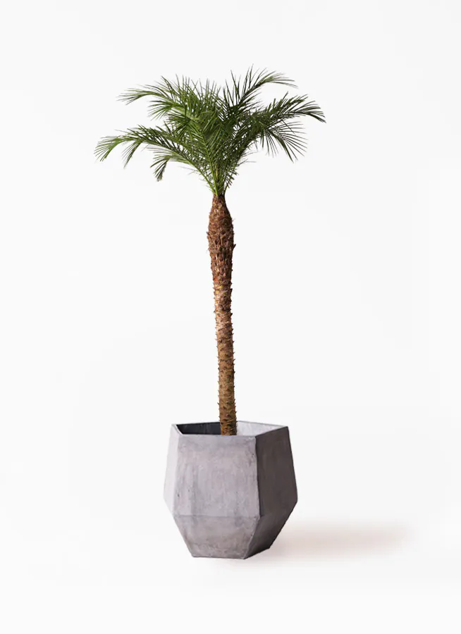 フェニックスロベレニー 10号 | 観葉植物 | インテリアやギフトに 