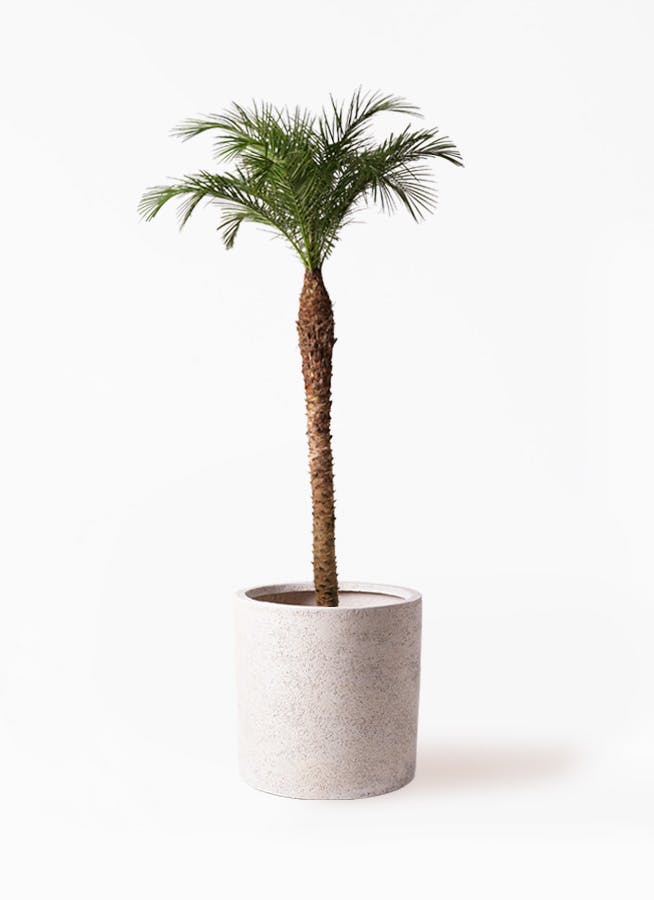 フェニックスロベレニー 10号 | 観葉植物 | インテリアやギフトに