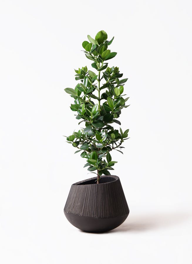 クルシアロゼアプリンセス(100cm) □鉢植えし観葉植物 クルシアロゼアプリンセス(100cm) □鉢植えし観葉植物