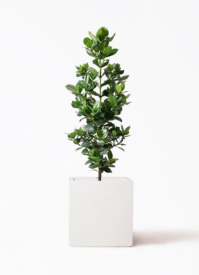 観葉植物 パキラ 8号 実生（みしょう） バスク キューブ 付き
