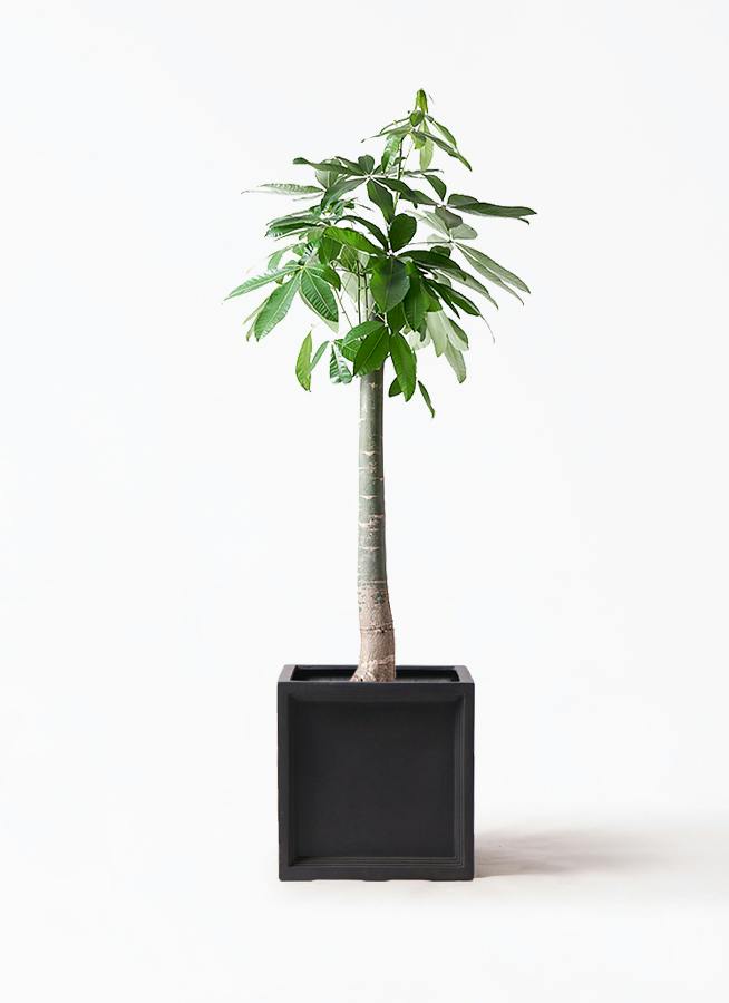 観葉植物 パキラ 10号 朴 ブリティッシュキューブ 付き | 観葉植物なら