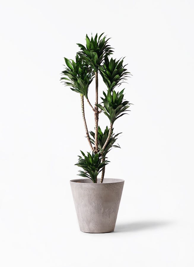 観葉植物 ドラセナ コンパクター 8号 アートストーン ラウンド グレー