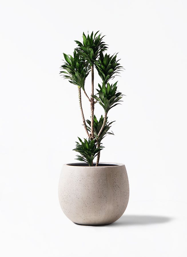 ドラセナ コンパクター 8号 | 観葉植物通販HitoHana(ひとはな)