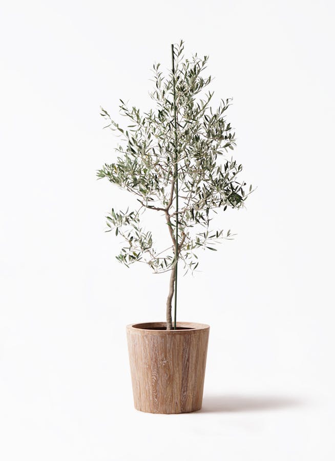 オリーブの木 バルネア 盆栽風 8号 約40cm 現品販売 オリーブの木 バルネア | 観葉植物 | 送料無料でお届け - Hitohana