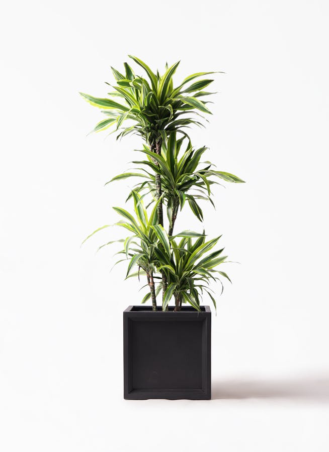 観葉植物 ドラセナ ワーネッキー レモンライム 10号 ブリティッシュキューブ 付き 観葉植物ならhitohana ひとはな 観葉植物 ドラセナ ワーネッキー レモンライム 10号 ブリティッシュキューブ 付き 観葉植物ならhitohana ひとはな