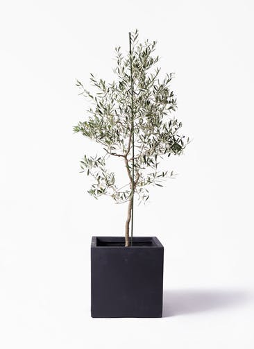 観葉植物 オリーブの木 10号 バルネア ベータ キューブプランター 黒 付き