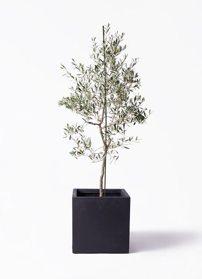 小倉園のオリーブ バルネア | 観葉植物ならHitoHana（ひとはな）